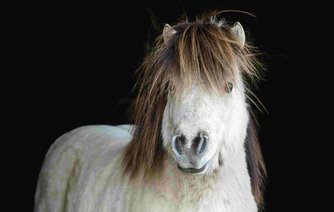 Photo of Bertie