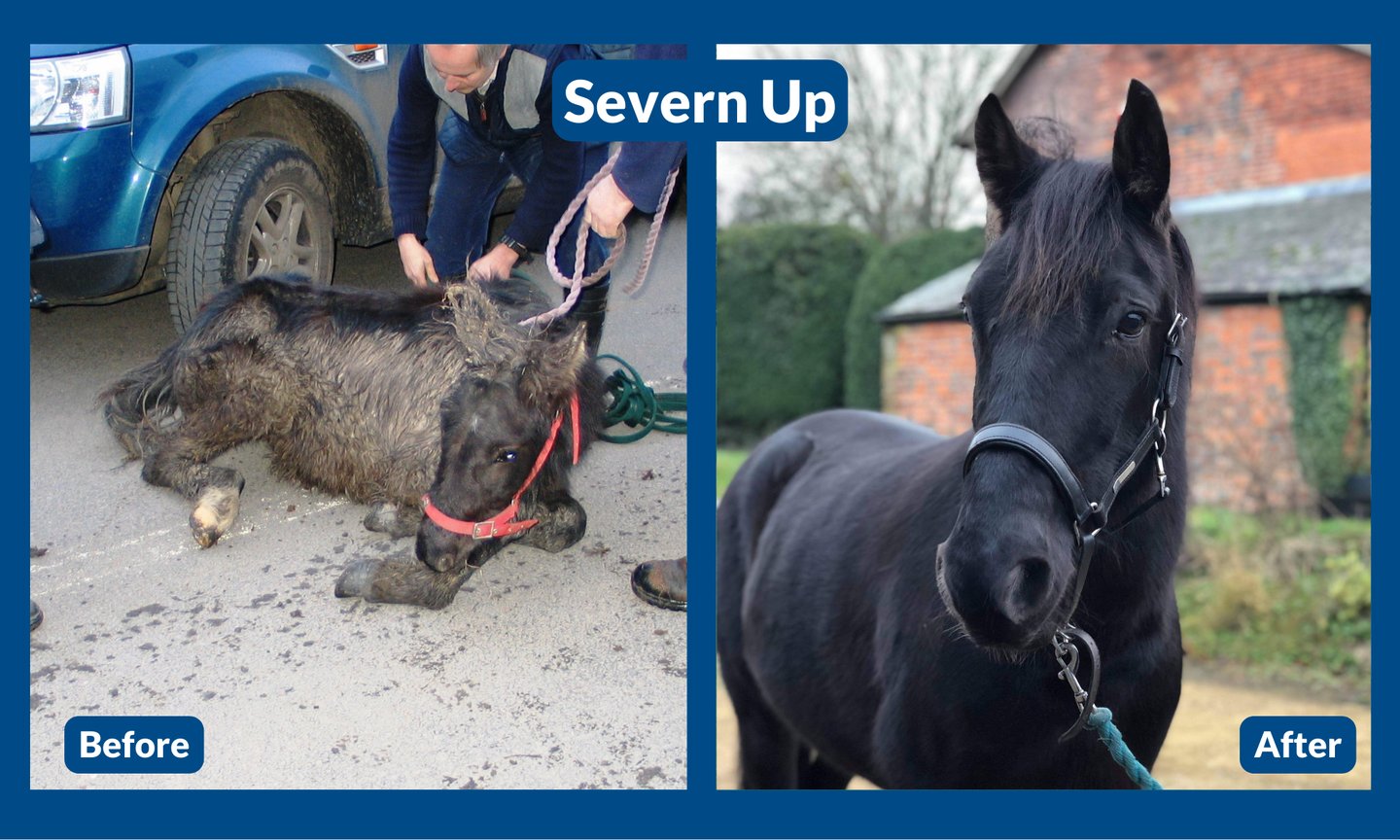 Rescue and Rehoming | HorseWorld