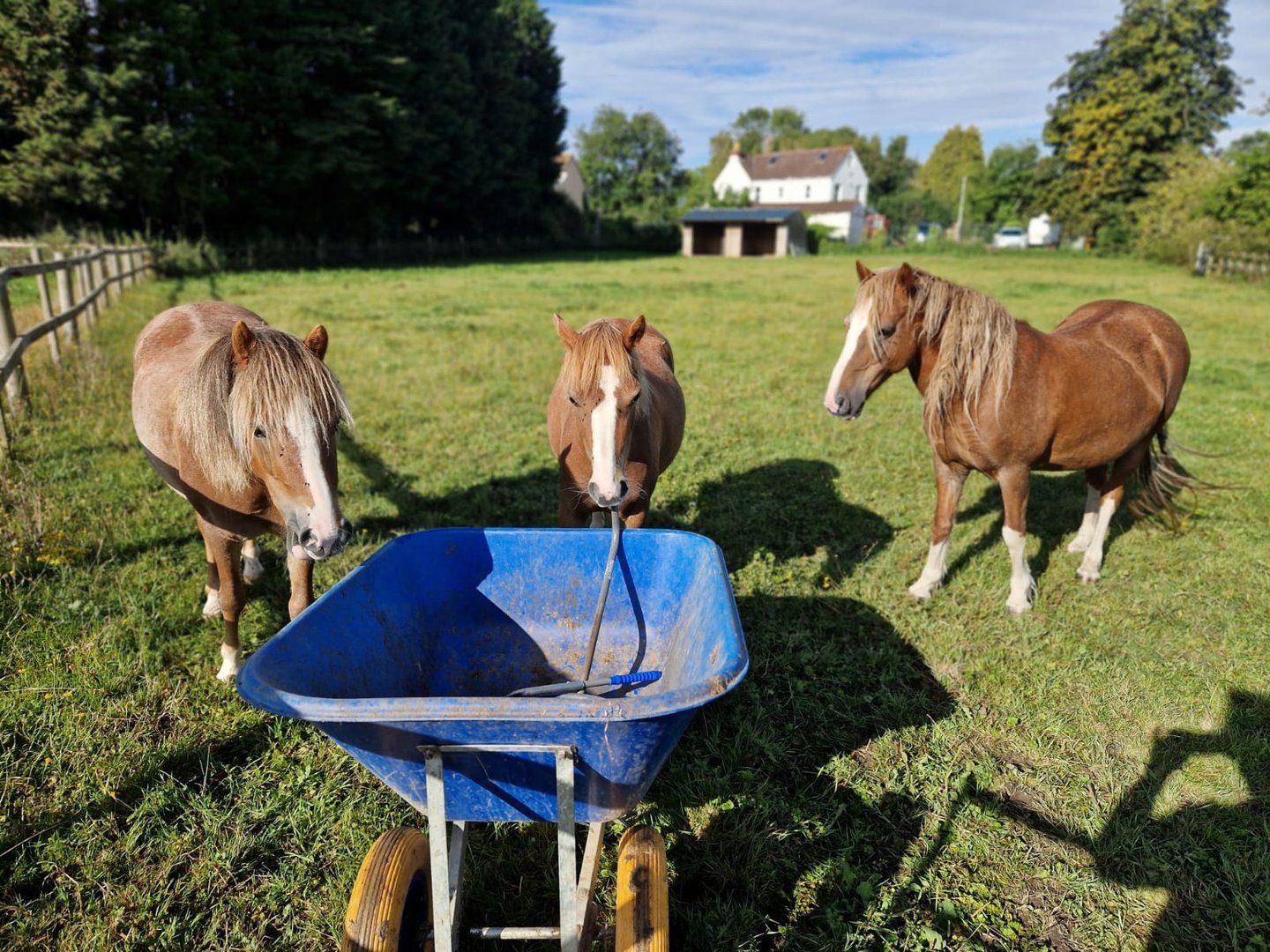 The P Ponies' Story | HorseWorld