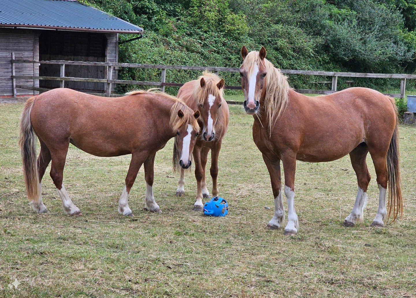 The P Ponies' Story | HorseWorld