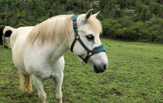 Photo of Spirit
