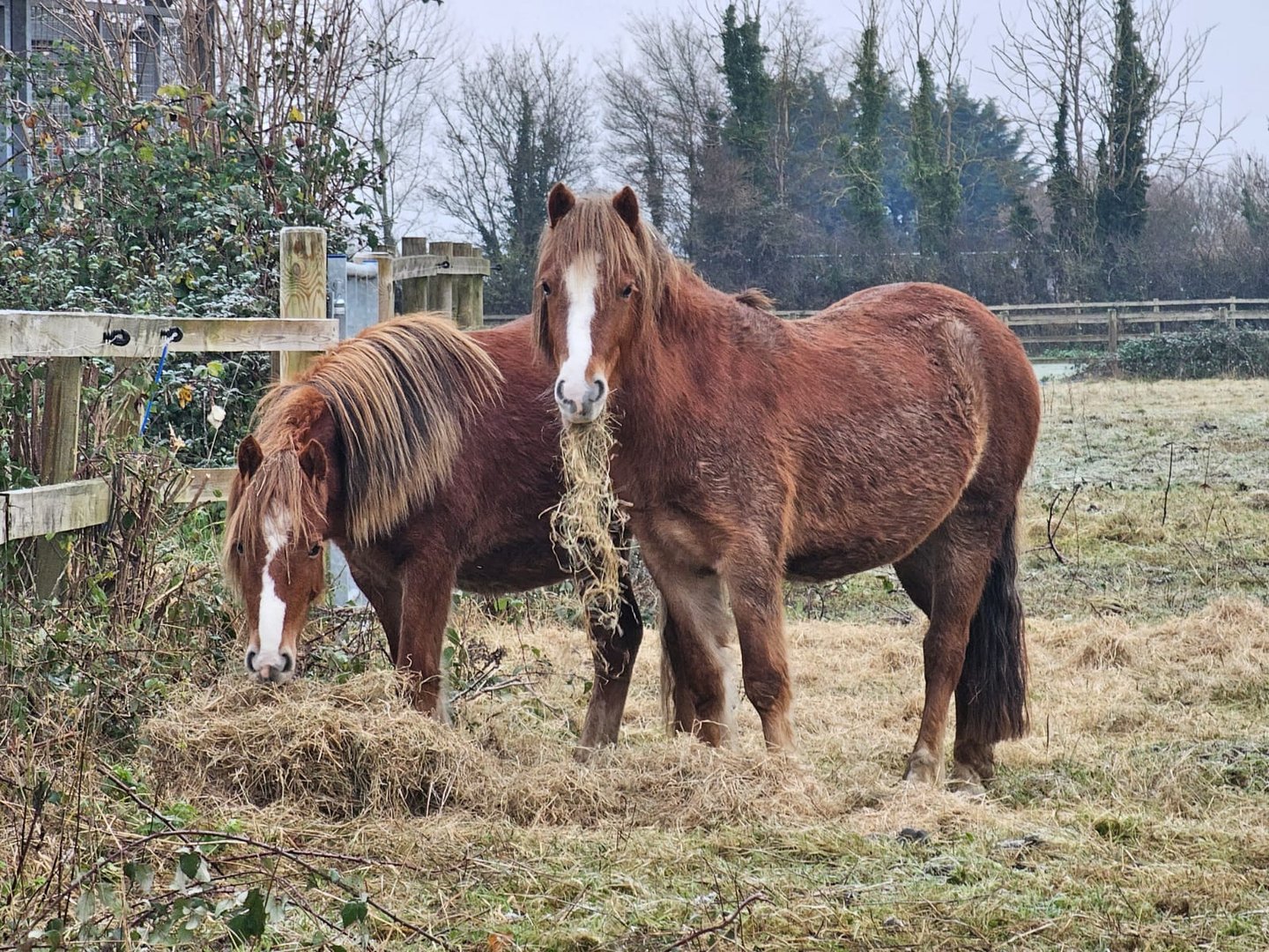 The P Ponies' Story | HorseWorld