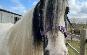 Photo of Smudge