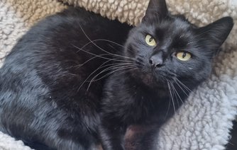 Photo of Jay the yard cat