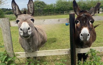 Photo of Cowslip and Barnaby