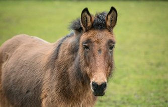 Photo of Tilly