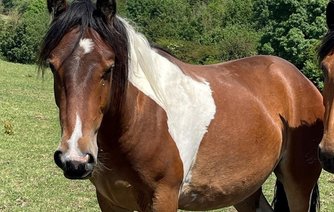 Photo of Apollo
